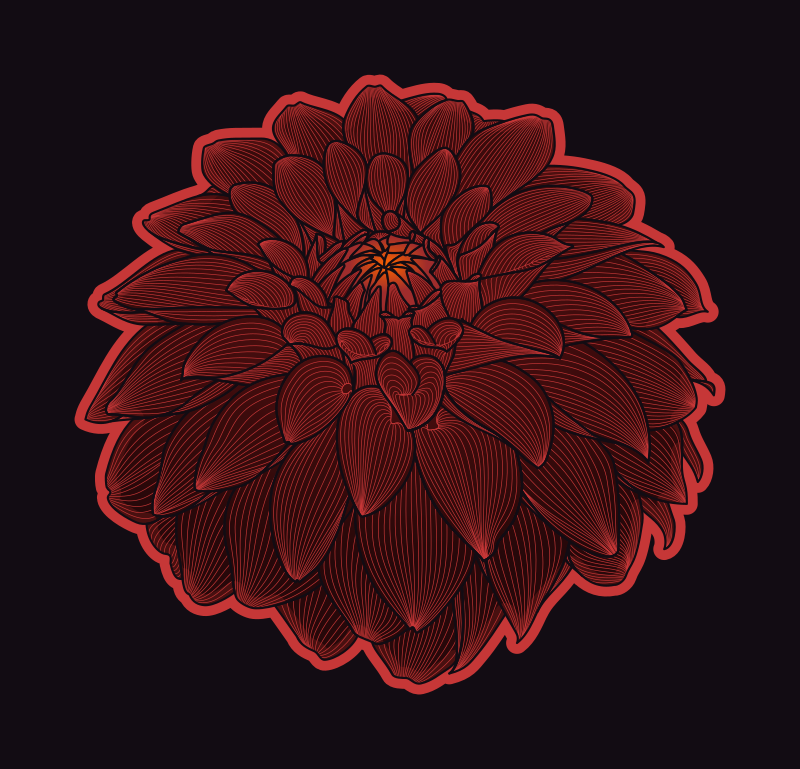 Dahlia colour