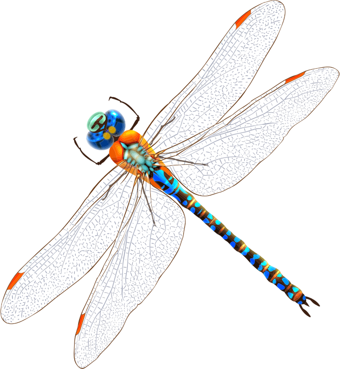 Intricate Dragonfly