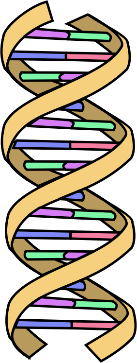 DNA Simple