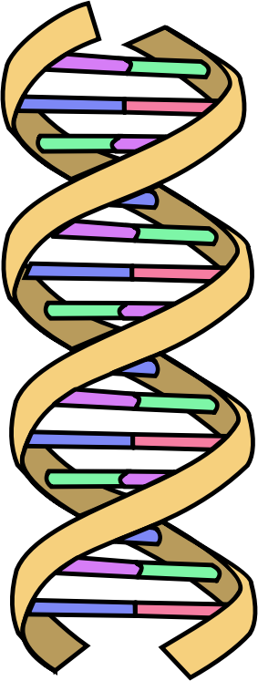 dna-simple-openclipart