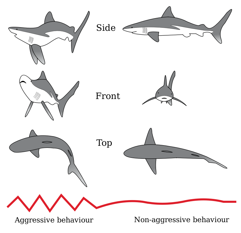 Shark Threat Display