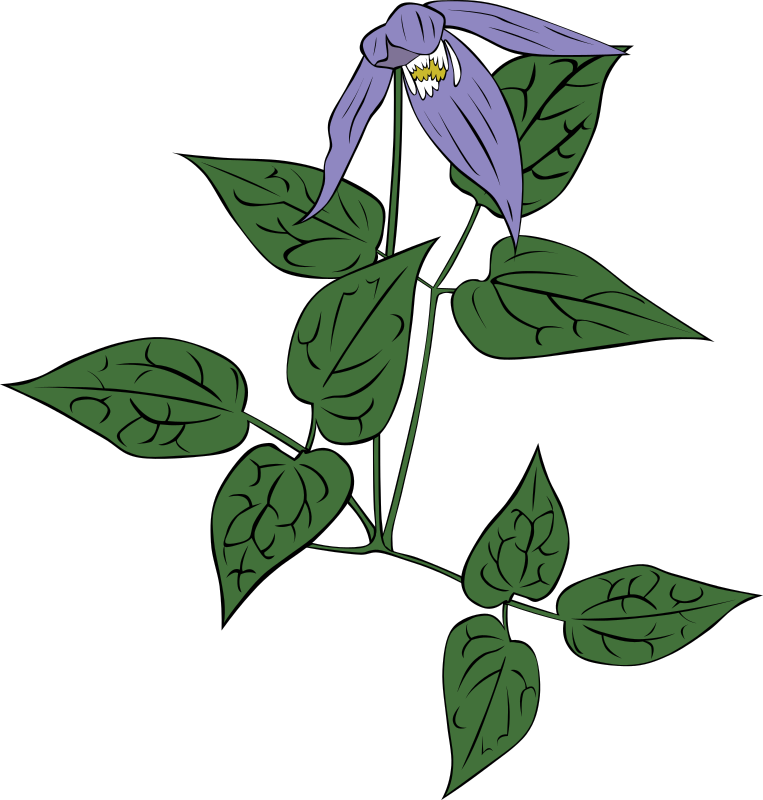 clematis occidentalis