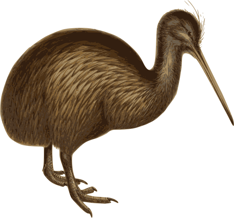 Kiwi Bird