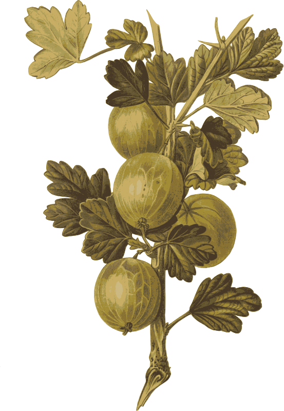 Gooseberries