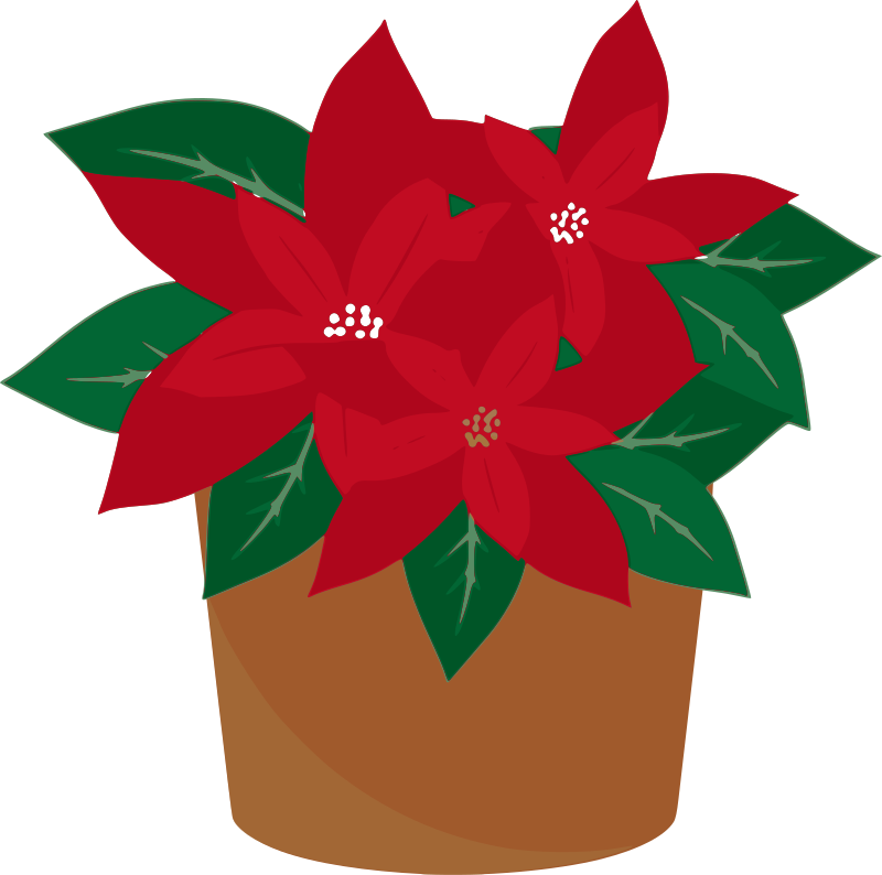 AlanSpeak-Poinsettia