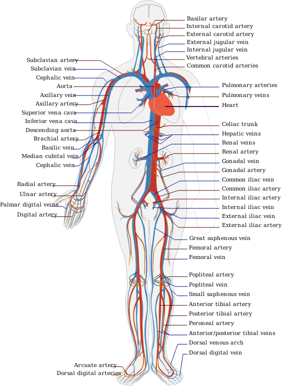 Circulatory System By LadyOfHats