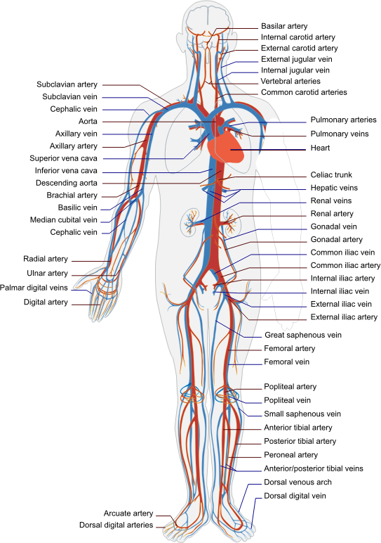 Circulatory System By LadyOfHats Text To Paths