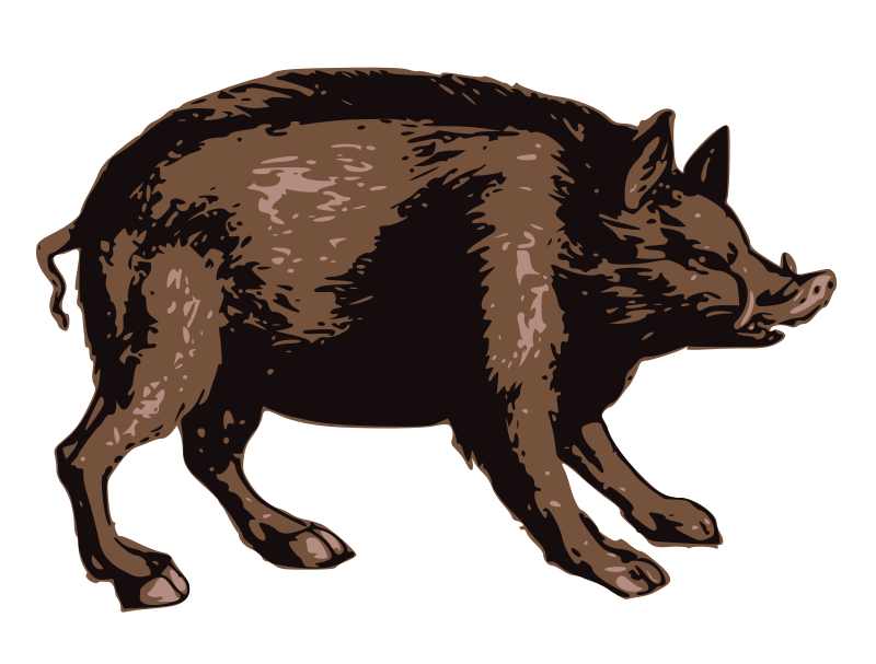 Brown Boar