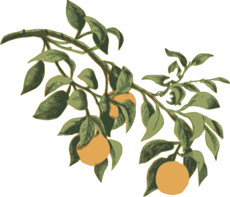 Oranges on a Branch