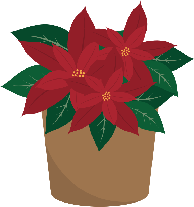 Poinsettia