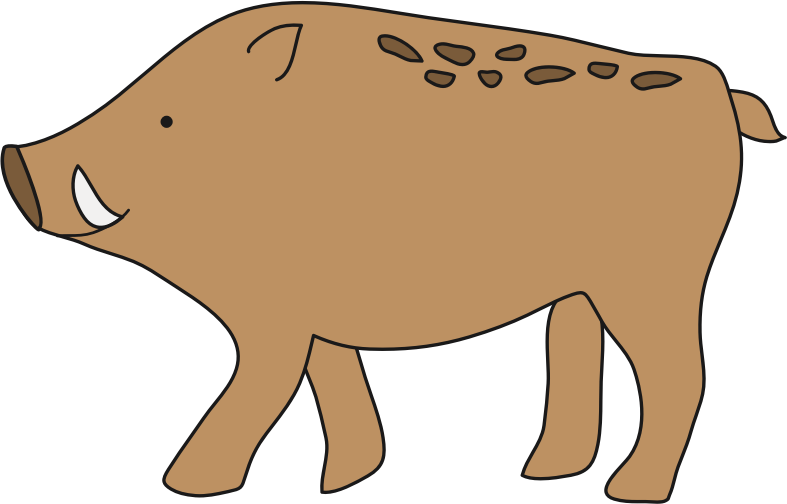 Boar