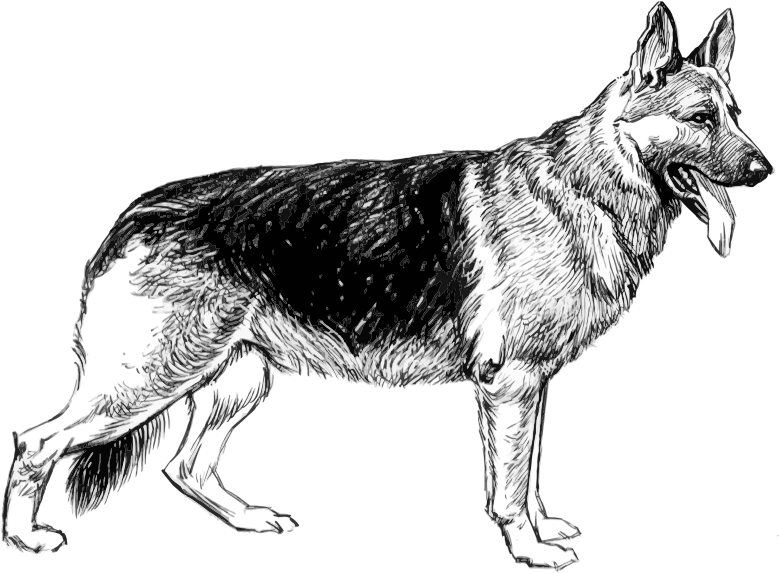 German Shepherd Sketch