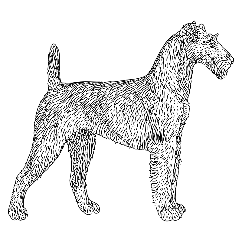 terrier lineart