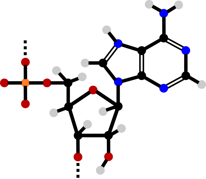 Adenosine monophosphate