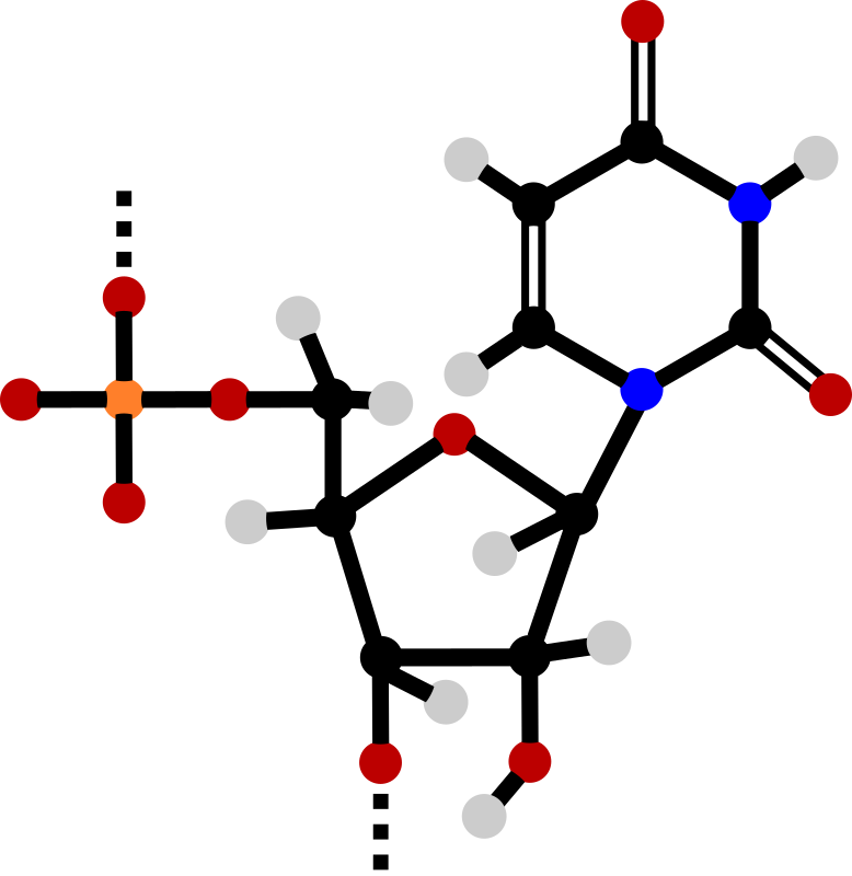 Uridine monophosphate