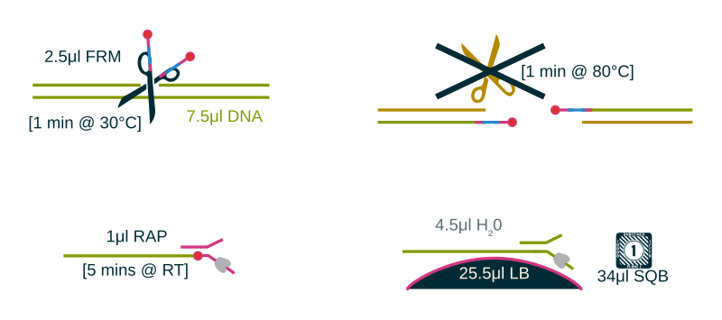 Rapid Barcoding Sample Preparation Diagram