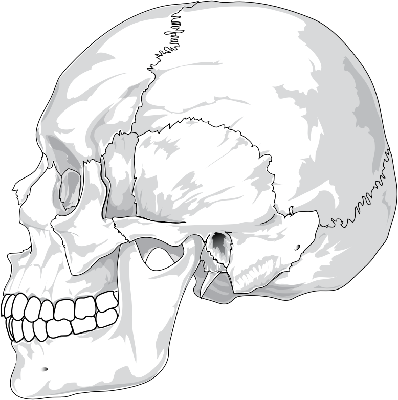 Human Skull Side View By LadyOfHats