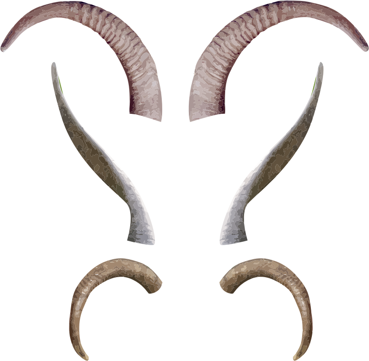 horns antlers body parts