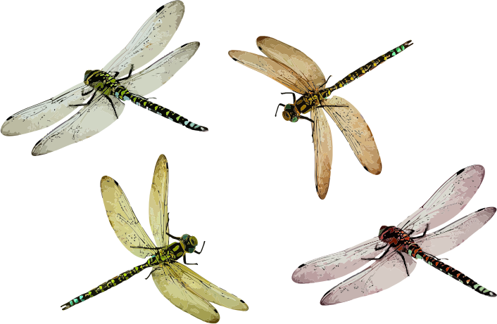 4 dragonflies