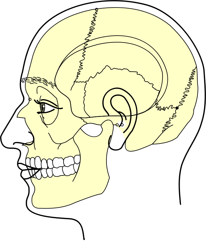 Grays Anatomy Side View Of Head Minus Labels