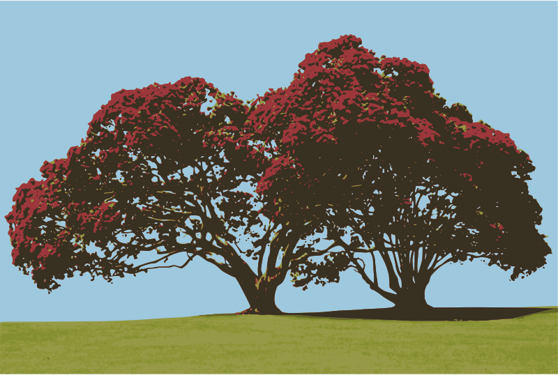 Pohutukawa Tree