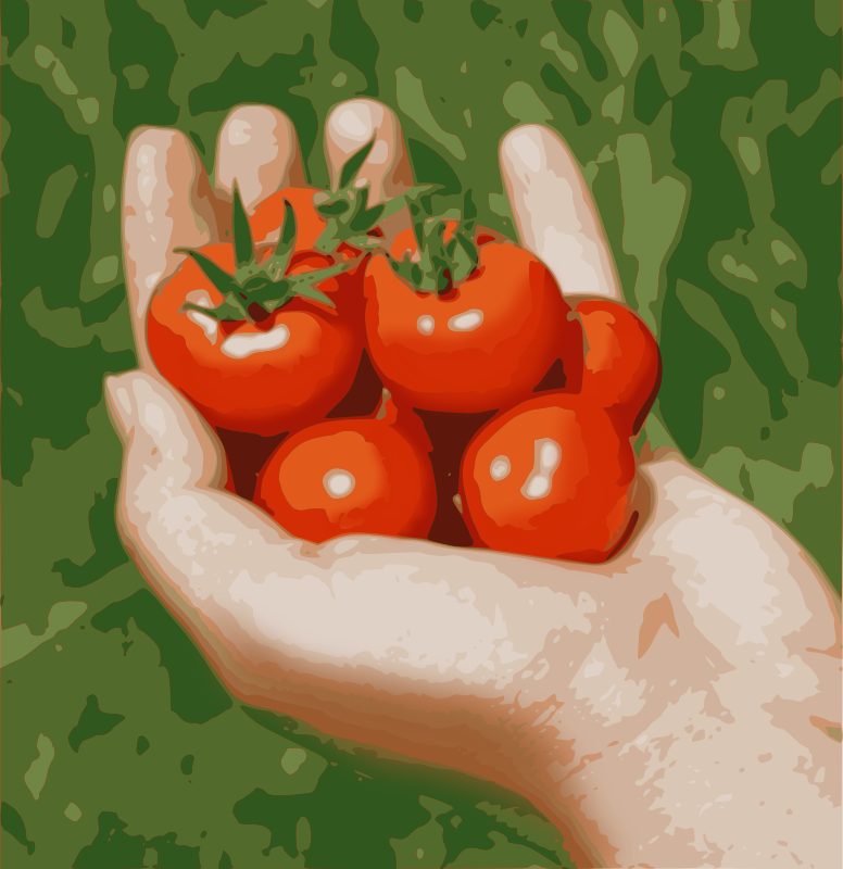 Cherry Tomatoes