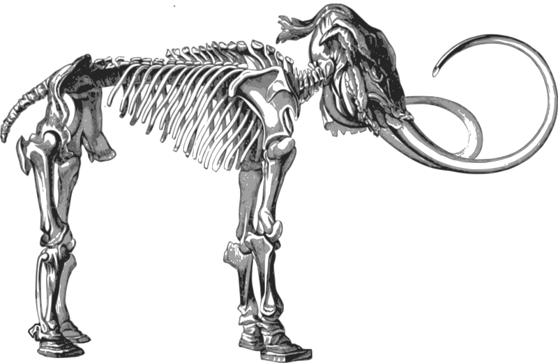 Mammoth Skeleton