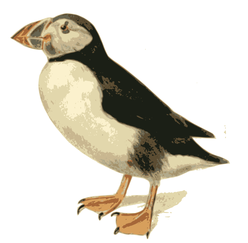 Puffin