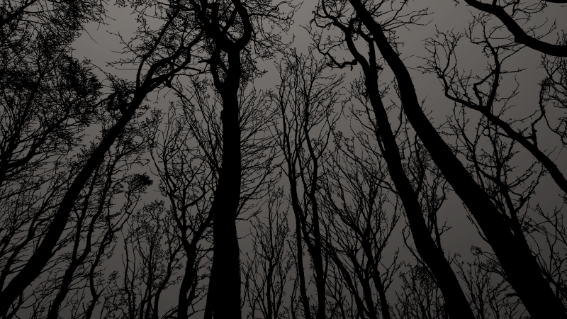 dark forest backgrounds