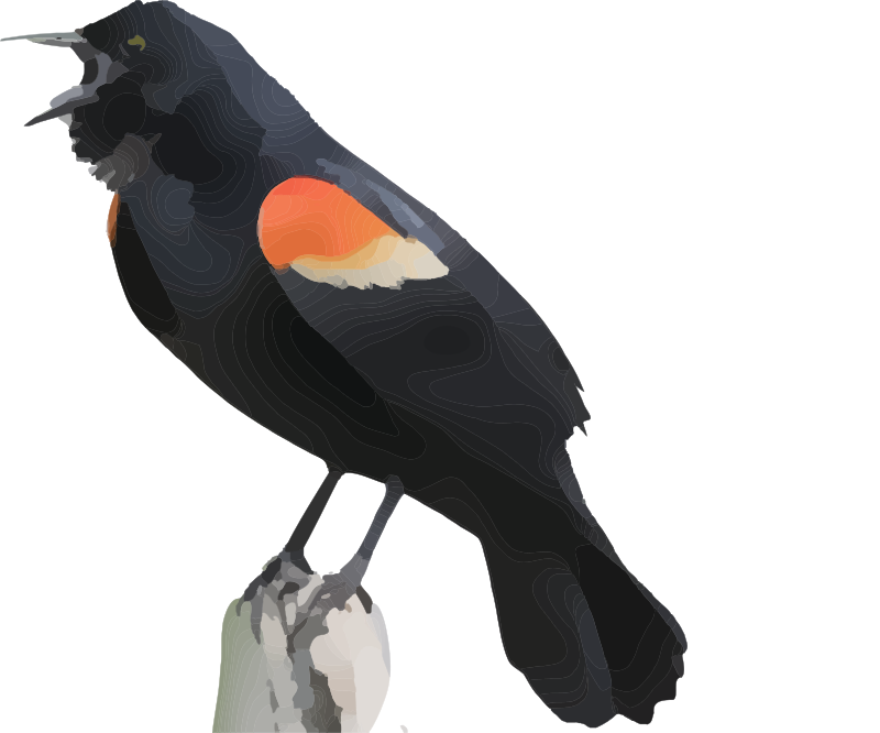 Red Winged Blackbird