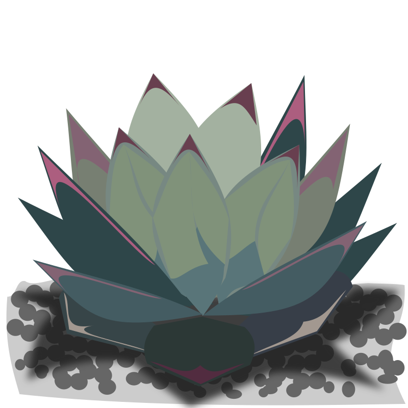 agave