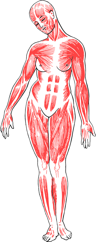 Female Musculature Line Art