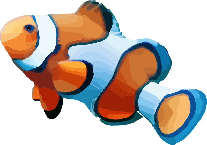 Clownfish