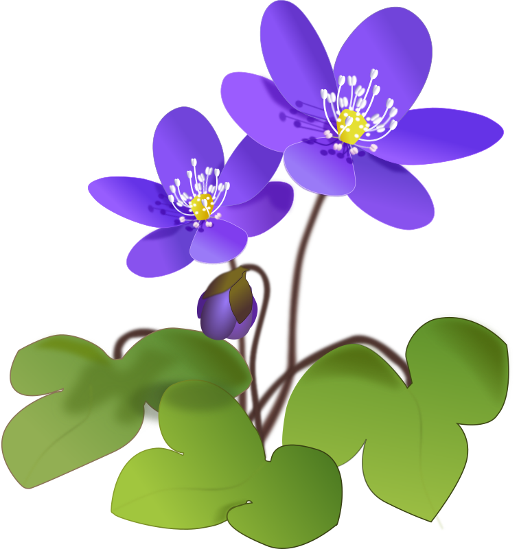 Hepatica - Openclipart