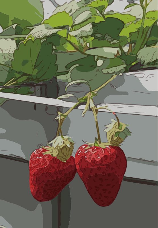 Strawberries