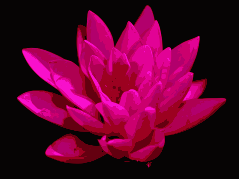 Lotus Flower