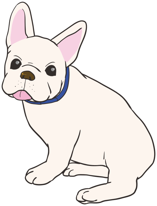 French bulldog