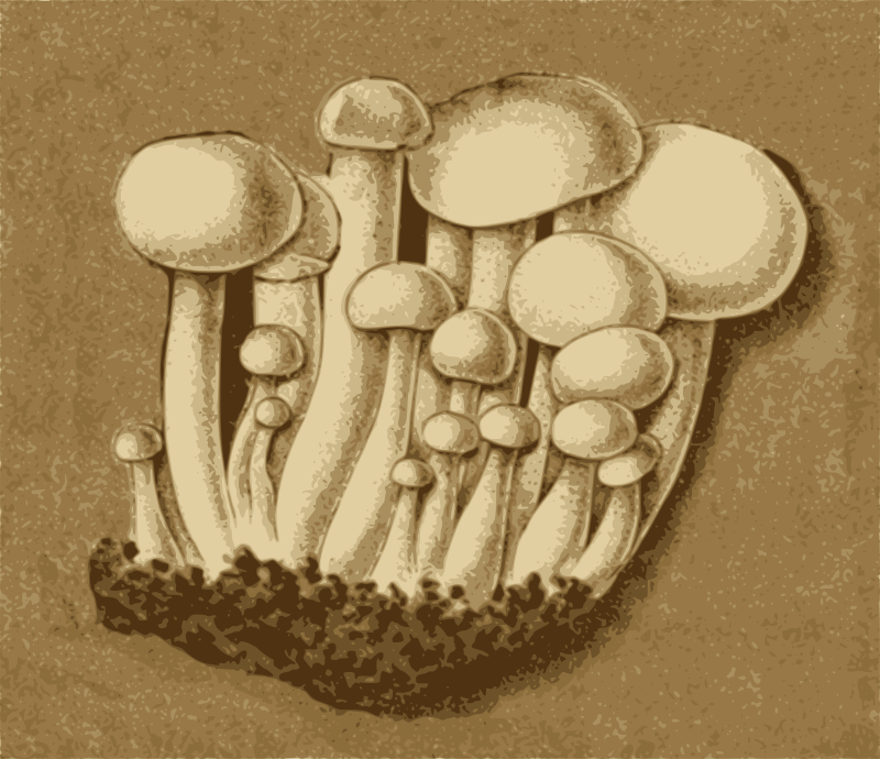 Shimeji Mushrooms