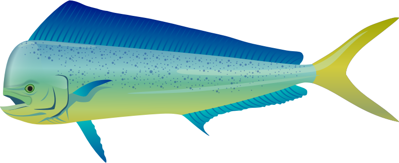 Dolphinfish