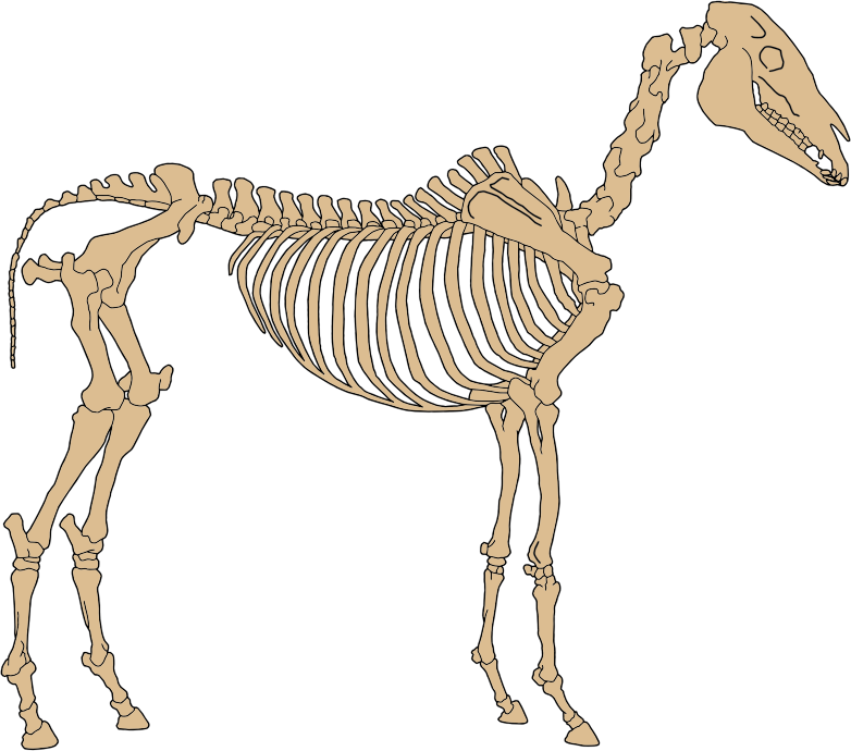 Horse Skeleton By NinaYSo