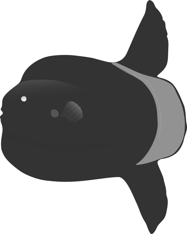 Bump-head Sunfish