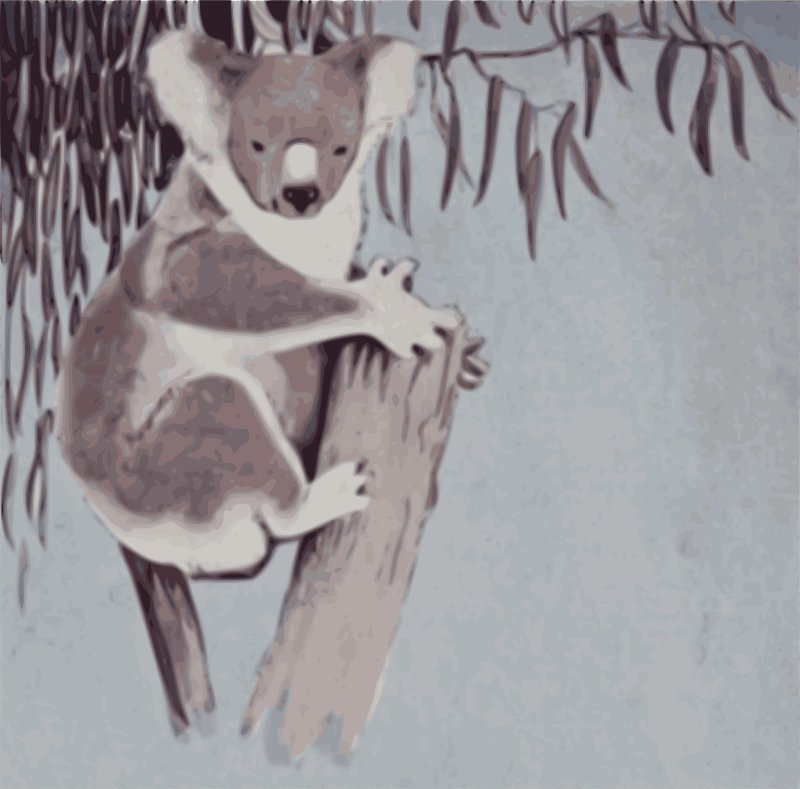 Koala