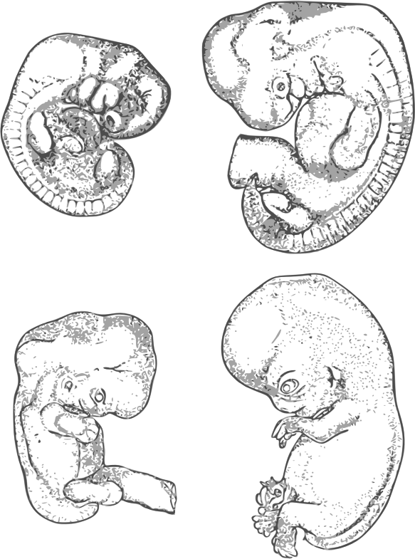 Embryo Stages