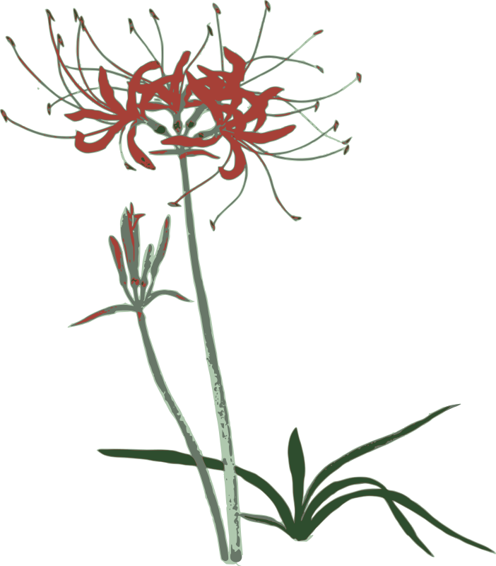 Red Spider Lilly