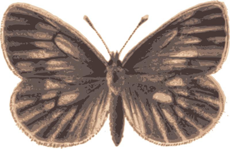 Brown Buttefly