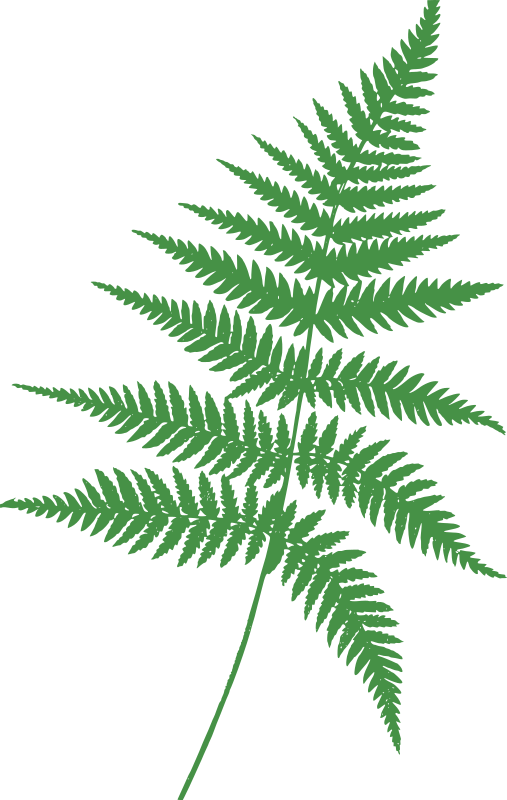 Green Fern Outline