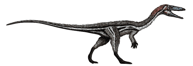 Coelophysis