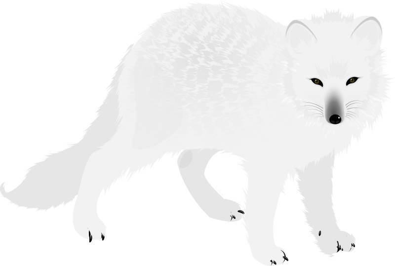 Polar Fox Clipart Tundra Biome Arctic Fox Png Transpa - vrogue.co