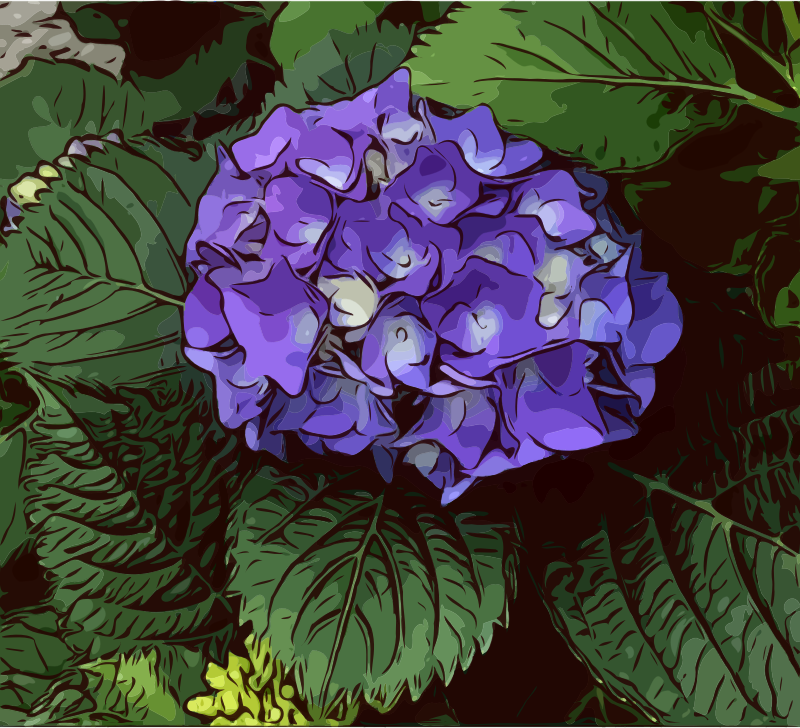 Hydrangeas - detailed