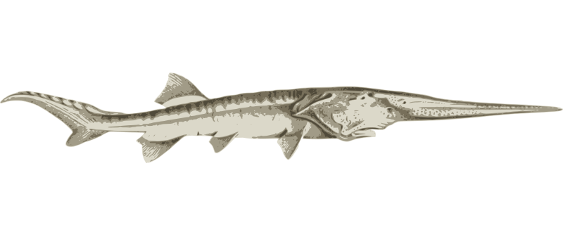 Download Chinese Paddlefish Openclipart